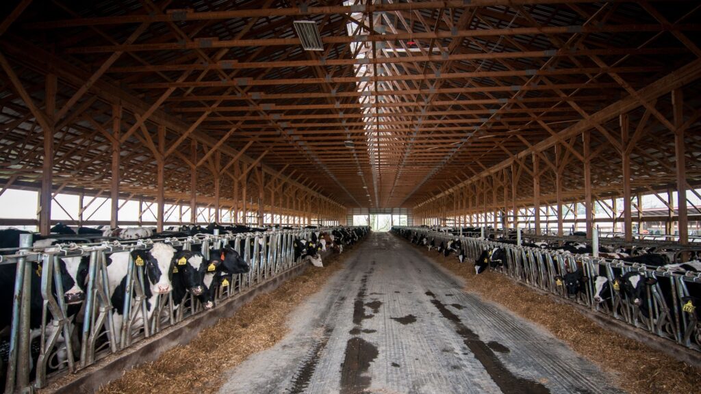 Feeding time in the free stall heifer barns at Brubaker Farms, which is both a diary and green energy producer in Mount Joy, PA on March 19, 2011. The family farm owned by Luke, Mike and Tony Brubaker has approximately 850 cows and 700 young stock, producing 20,200,000 pounds of milk last year. It has 13 full-time employees and more than 1,500 acres of farmland. Their methane digester was made possible with a U.S. Department of Agriculture (USDA) Rural Development (RD) Rural Energy for America Program (REAP) grant that provided a cost-share of the digester purchase. It can handle more than 41,859 metric tons of organic waste, to capture methane gas that fuels a low emission generator producing 225 kW. This powers the digester itself and farm operations. Excess power is sold to the local power grid, allowing the community to benefit from a green energy source. After producing methane, effluent from the digester is pressed to separate liquid and solid materials. The farm uses the liquids in fertilizer; and solids become the cows’ bedding for Brubaker and other local farms, that is cleaner than sawdust. The bedding saves the farm approximately $30,000 per year. Mount Joy residents can enjoy the fact that the process removes 90% of the odor from the cow manure. The methane itself is odorless and colorless. The system can accept an additional 2,600 gallons of food waste per day from local sources that would otherwise dispose of it in a local landfill. Additionally, their nutrient credits can be sold to the local municipality to help it to meet federal requirements and to keep sewer bills from rising. This provides additional revenue for the farm, and creates environmentally friendly community partnerships. USDA Photo by Lance Cheung.