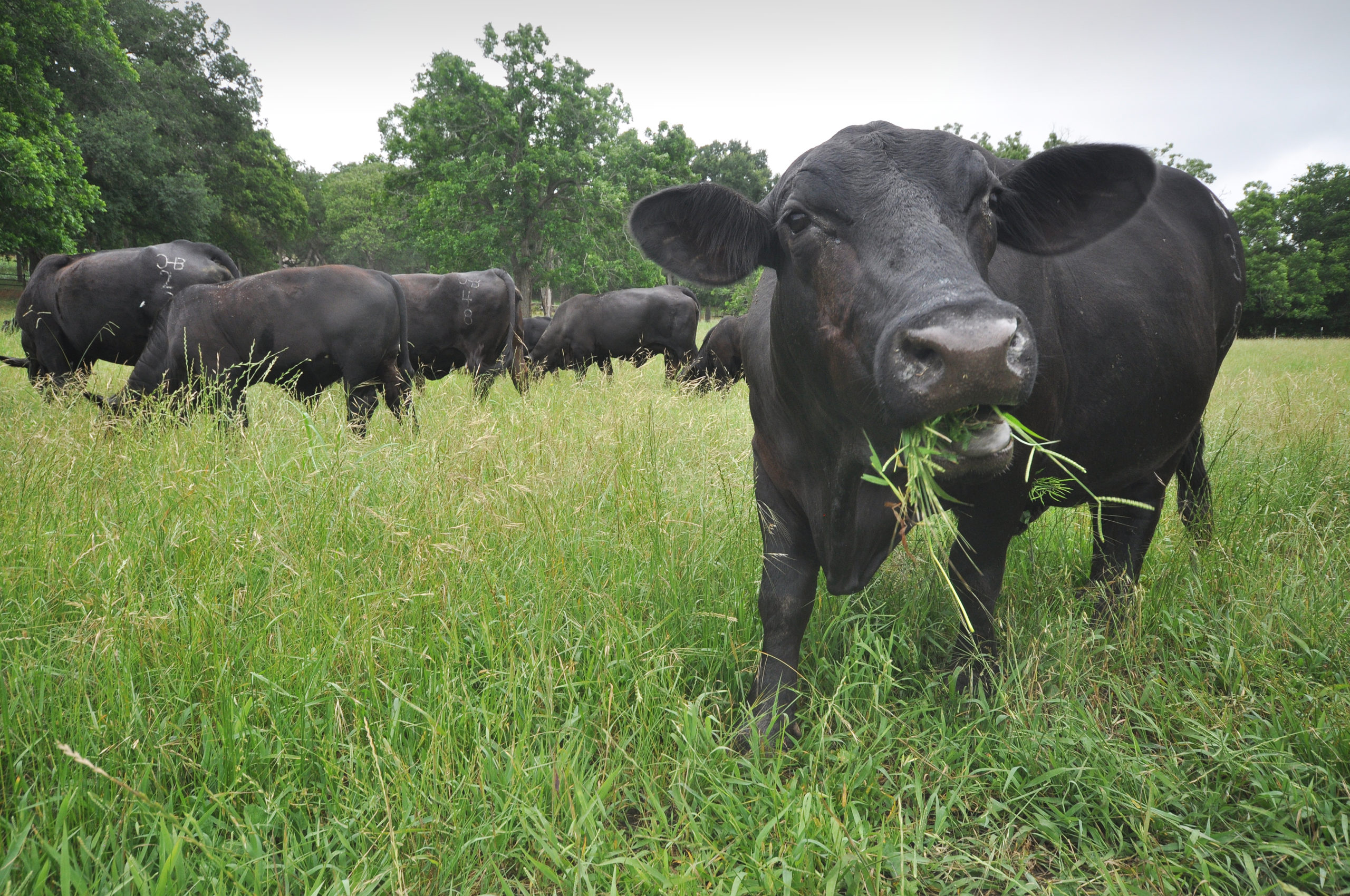 Cover Crops Present An Opportunity For Livestock Operations - Proag