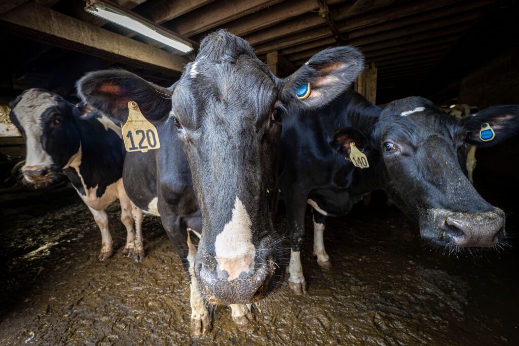 Clark Farms Creamery is a multigenerational dairy farm, that milks around 230 head Holstein Heifers in Delhi, New York.