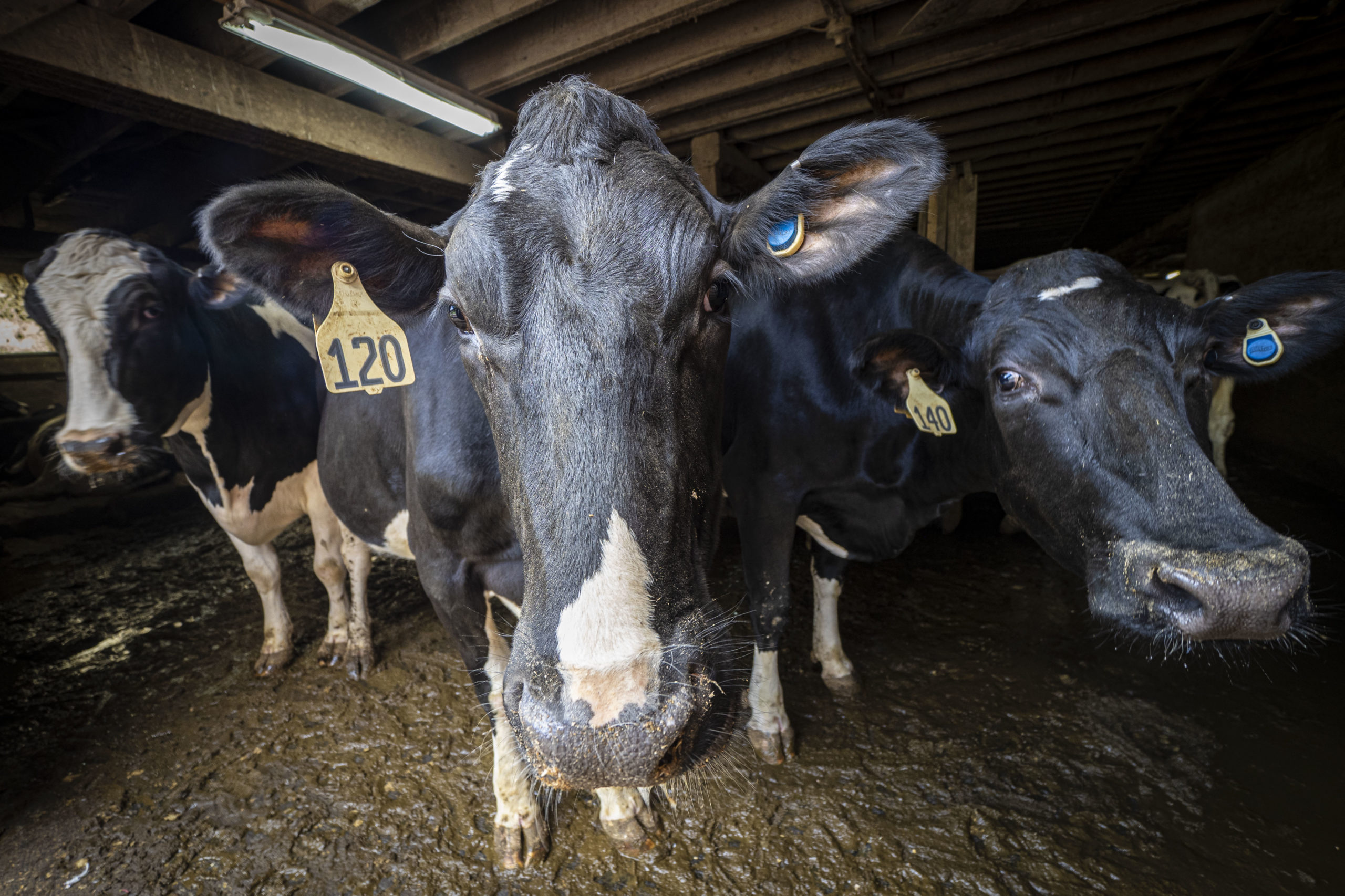 Clark Farms Creamery is a multigenerational dairy farm, that milks around 230 head Holstein Heifers in Delhi, New York.