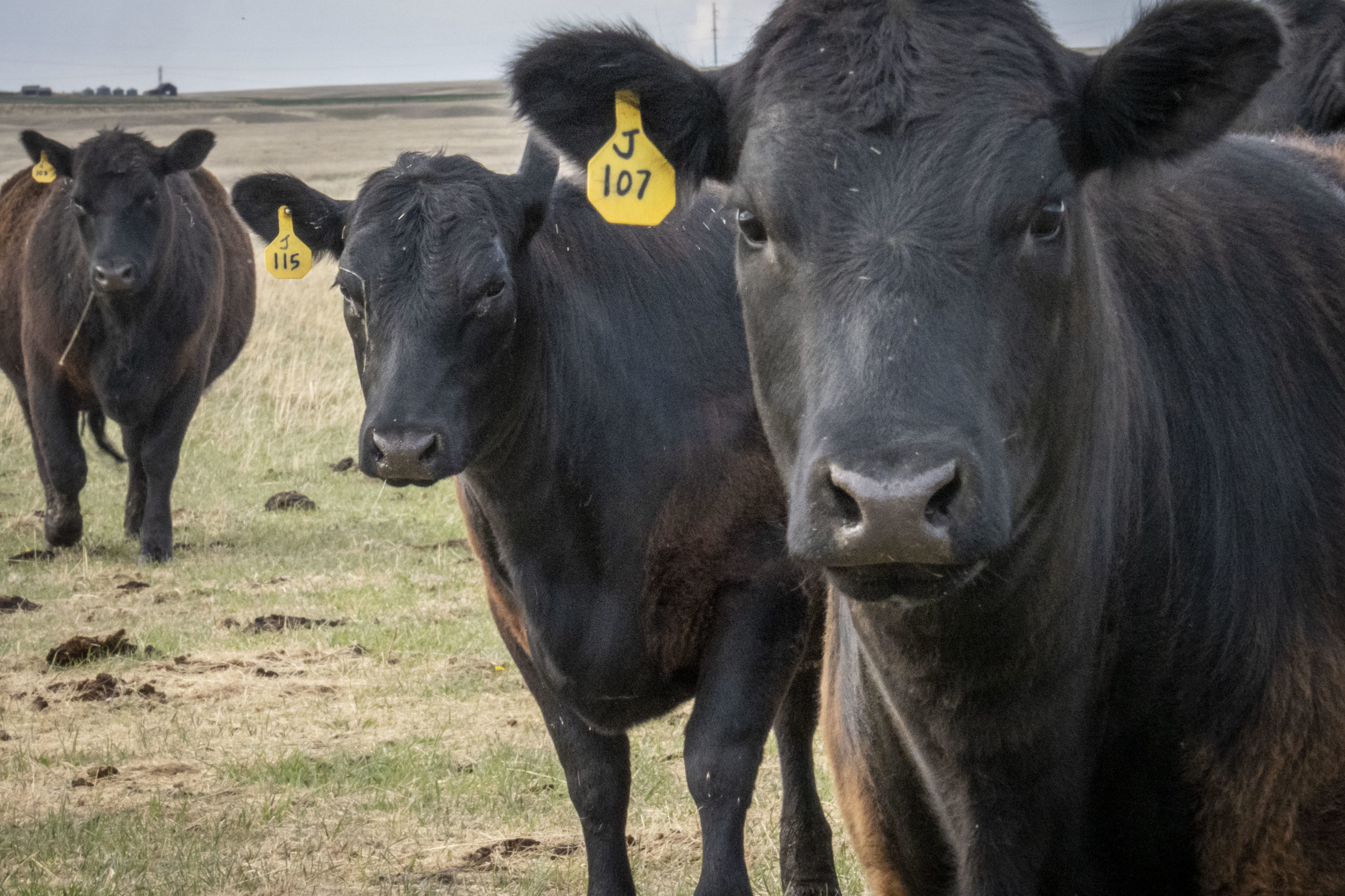 University of Nebraska-Lincoln Identifies Two Genetic Mutations in ...