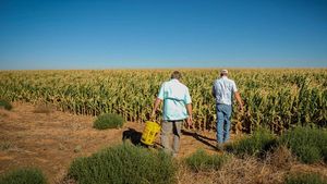 Crop scouting for insects or pests in corn field