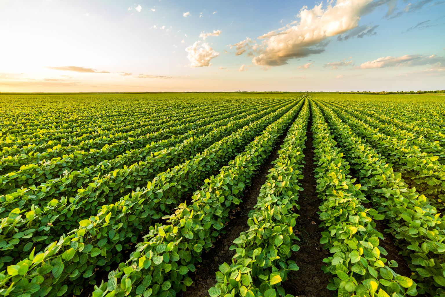 farmland-market-expected-to-steady-in-2022-proag