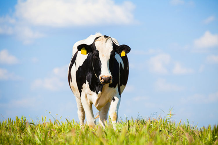 Dairy Demand Expected to Increase in 2022 - ProAg