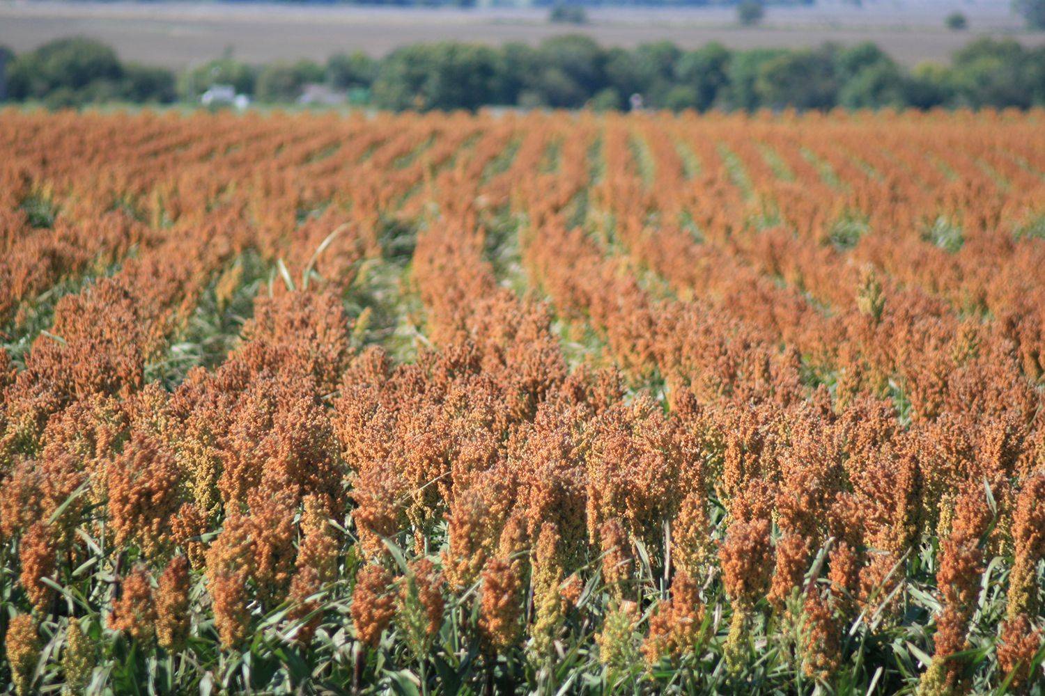 2021 Sorghum Crop Value Poised to Set Records - ProAg