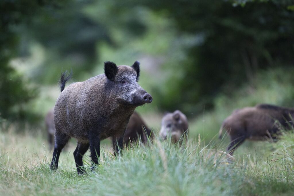 USDA to Collect Feral Swine Damage Data to Assess Operational Impact ...