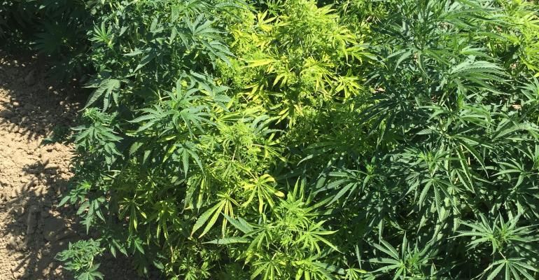 Old Virus Finds a New Victim-Hemp - ProAg