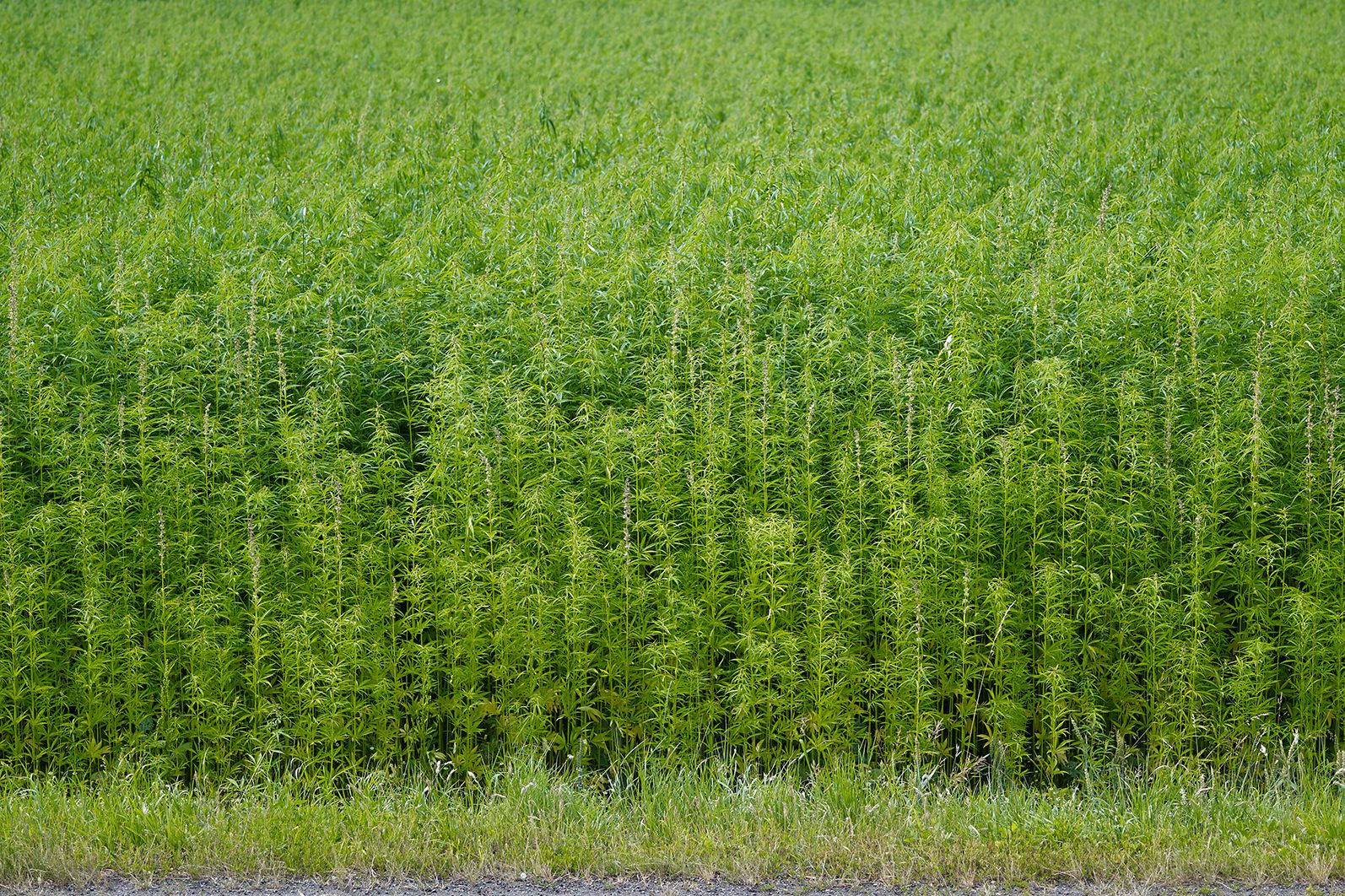 Those cropping. Поля канабиса вид сверху. Hemp field Tile.