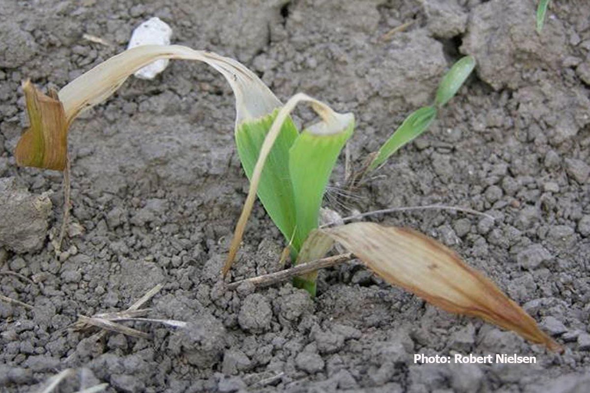 Assess Frost Damage on Corn - ProAg