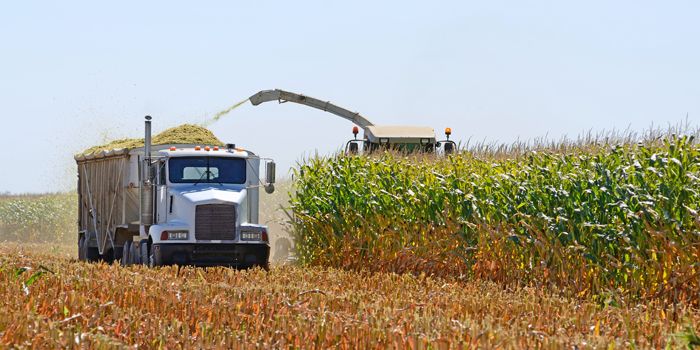 Drought Diminishes Both Silage Yield and Quality - ProAg