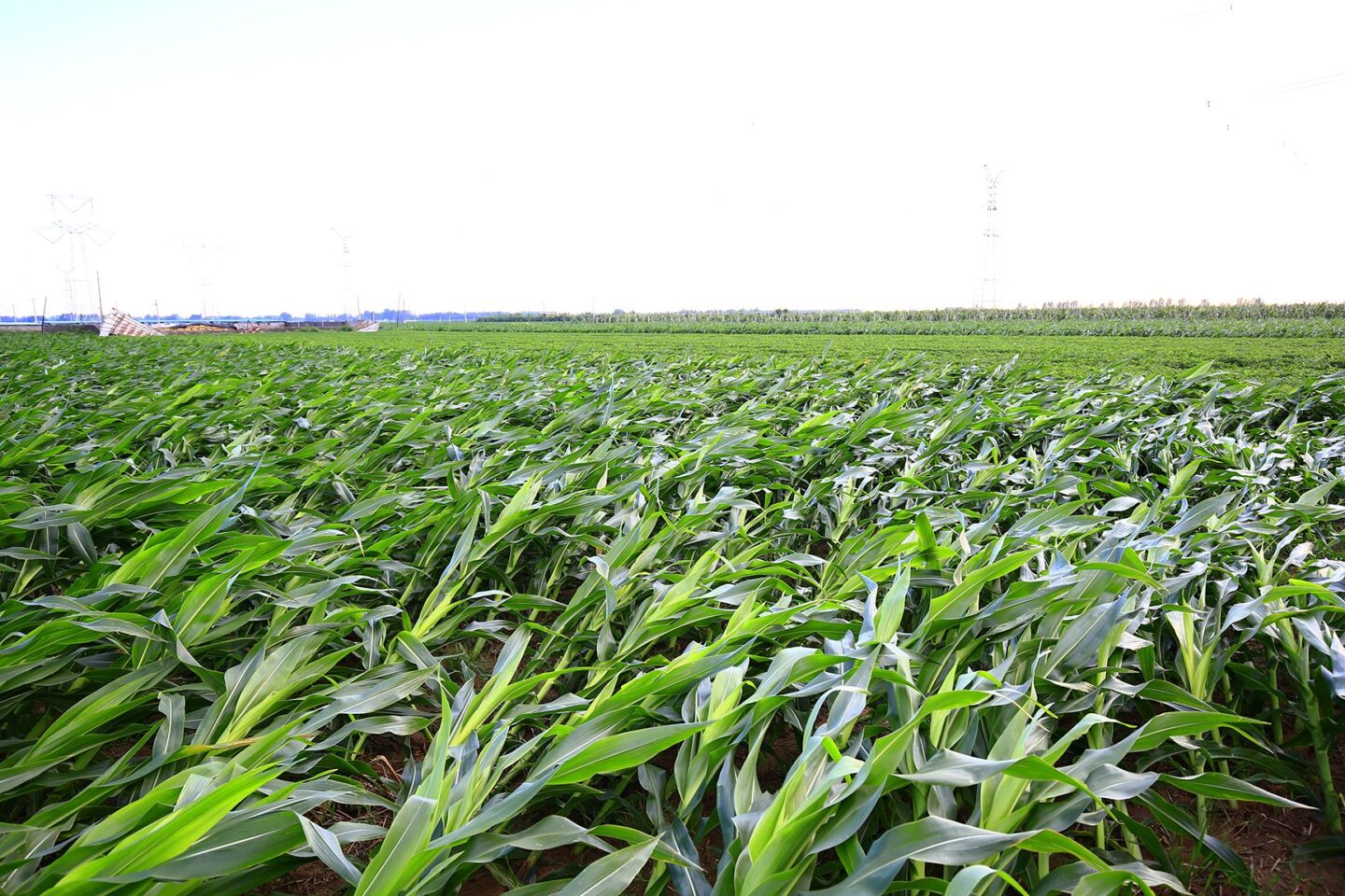 Corn field blown down