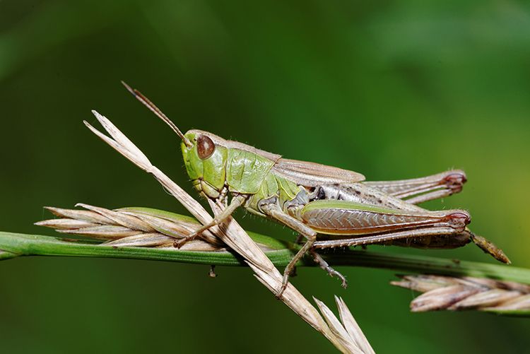 Grasshoppers Present New Challenges For Already Damaged Crops, Pastures 