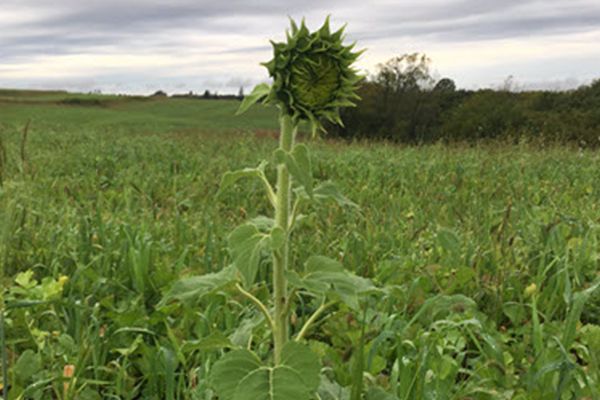 Pandemic Cover Crop Program Changes For 2022 ProAg   Cover Crop Mix 5 John P 600x400 1200x800 