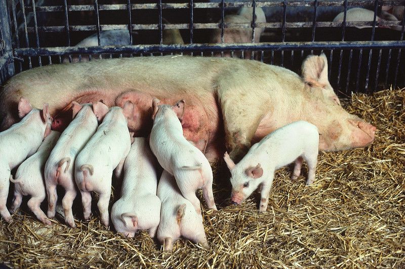 Supreme Court Set to Hear Prop 12 Concerns from Pork Producers ProAg