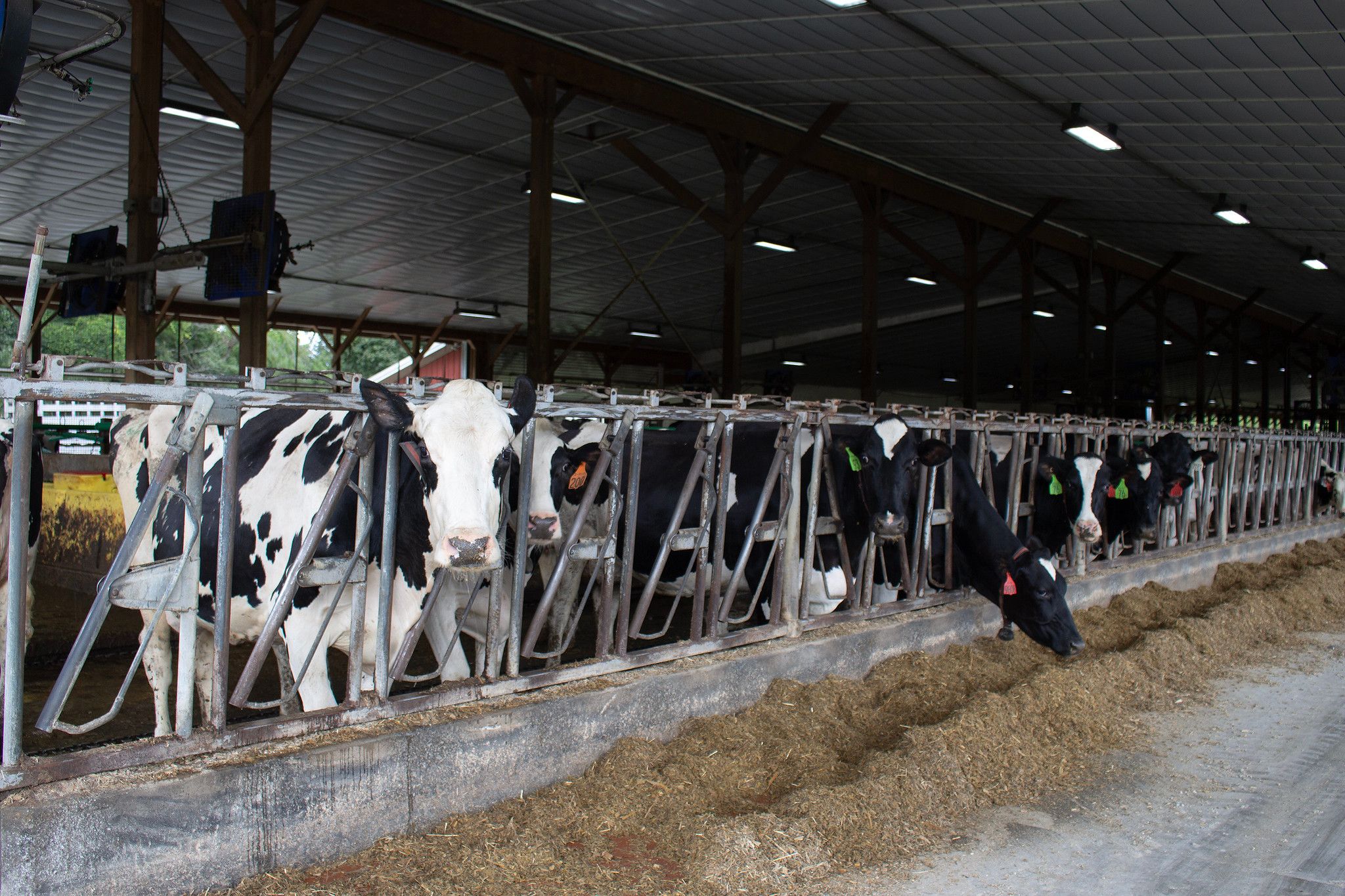 Focus on Residual Feed Intake to Maximize Dairy Feed Efficiency - ProAg