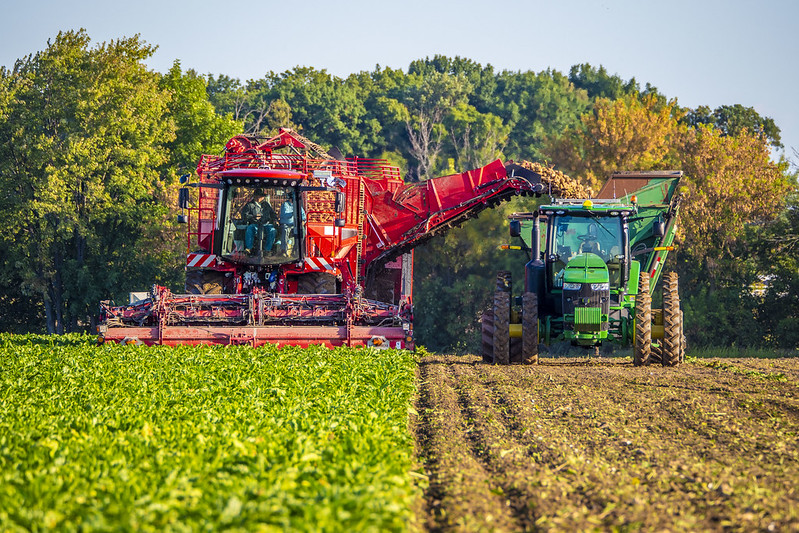 Sugar beet harvest