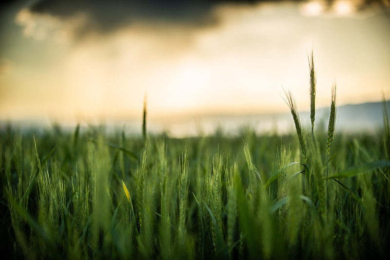 Wheat emergence