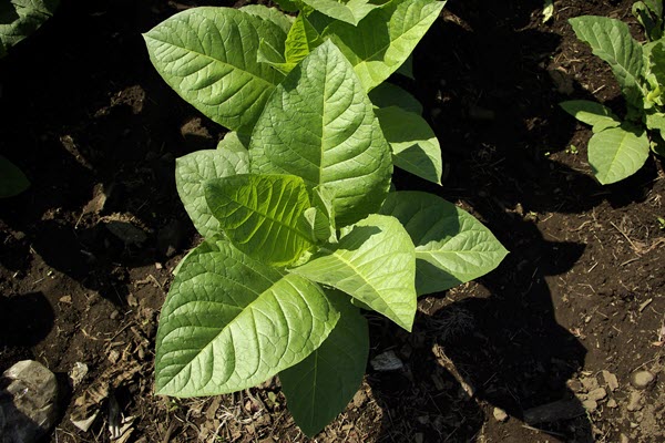 Tobacco plant