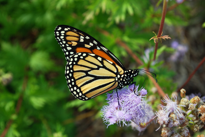 Monarch Butterfly