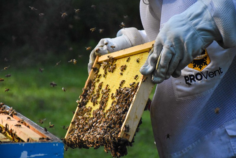 Honey bees in a frame